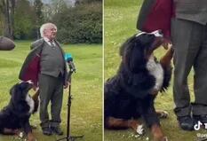 Video: el perro del presidente de Irlanda lo interrumpió durante una entrevista