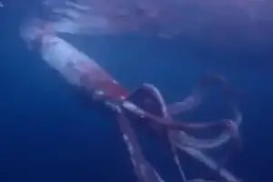Buceaban en el mar de Japón y se encontraron con un calamar colosal
