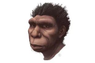 Ilustración del Homo bodoensis