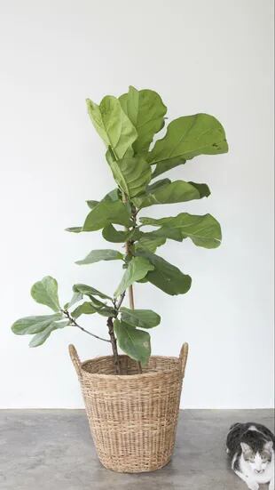 Existen más de 800 especies de Ficus: entre ellas, Ficus 
elastica (gomero), Ficus benjamina y Ficus carica (higuera)