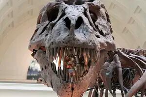 Desapareció el esqueleto de un T-Rex y sospechan de un conocido actor de Hollywood
