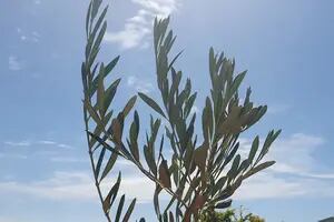 Qué significa el ramo de olivo en Semana Santa