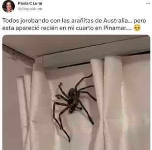 Una araña, de grandes dimensiones, irrumpió en una casa de Pinamar 
Foto: captura de pantalla