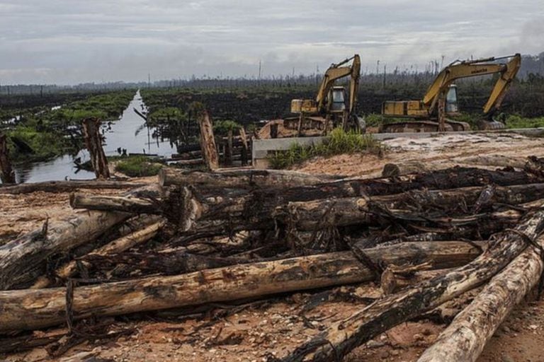La tasa de deforestación en Brasil es aún más alta que antes de que asumiera Jair Bolsonaro en 2019