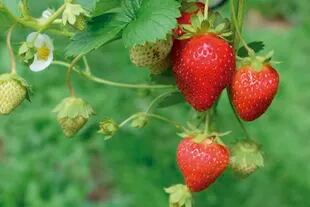 Es posible obtener hasta dos tazas de frutillas por cada planta si las cuidamos y tenemos buen clima.