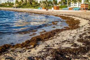 Archivo - Una capa de sargazo subre parte de la playa de Miami Beach, Florida, el 25 de agosto de 2022. (Pedro Portal/Miami Herald vía AP)