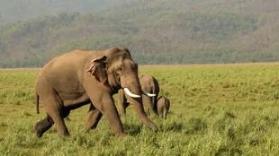 Los elefantes requieren de grandes hábitats libres de perturbaciones