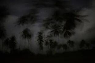 Las palmeras aparecen bajo las primeras luces de la mañana en Irlaya, Honduras