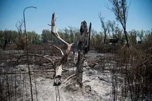 En dos años, el fuego ya lleva arrasado el 40% del Delta, que tiene en total unos 2,3 millones de hectáreas
