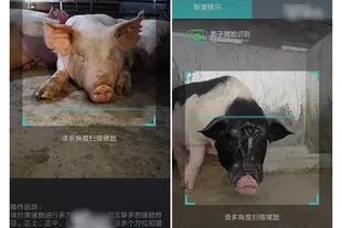 El sistema identifica los cerdos en el criadero