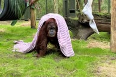 La orangutana Sandra está en santuario de Florida después de una larga travesía
