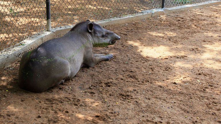 Horror en Venezuela: la Policía sospecha que la gente se roba animales del zoológico para comerlos