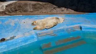 Diciembre de 2013. ONG denunciaron las malas condiciones del oso Arturo en el zoo de Mendoza