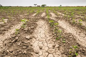 El costo de la sequía ya asciende a US$ 10.400 millones para los productores de soja, trigo y maíz