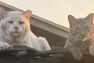 La historia de amor entre dos gatos salvajes que demuestra que las almas gemelas sí existen