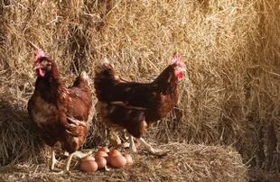 La antigua pregunta filosófica sobre qué fue primero, el huevo o la gallina, desconcertó a la humanidad durante siglos