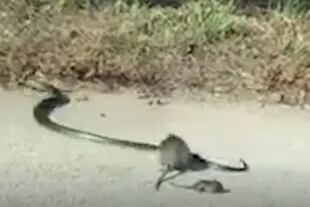 El momento en que la serpiente se rinde y huye a un costado de la ruta, dejando al bebé rata a salvo sobre el pavimento