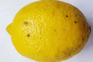 Por una enfermedad. Suspendieron las exportaciones de limones a Europa