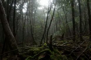 El bosque Aokigahara, en Japón, es conocido por ser el lugar preferido de muchos japoneses que deciden acabar con su vida