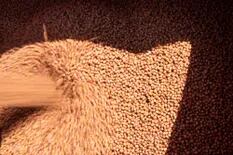 Sin un aluvión de ventas, la soja se negoció en Rosario a 90.000 pesos por tonelada