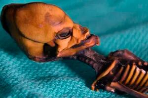 La misteriosa historia de la “momia extraterrestre” que conmocionó a Chile