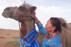 Un camello viajó 100 km en un desierto para buscar a sus primeros dueños