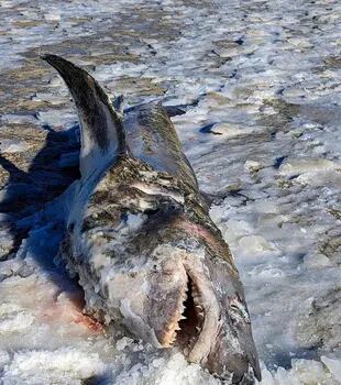 Una mancha de sangre revelaba una posible lesión en el cuerpo del tiburón