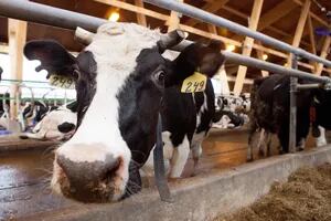 Santa Fe le reclamó al Gobierno incluir la producción láctea en el dólar agro