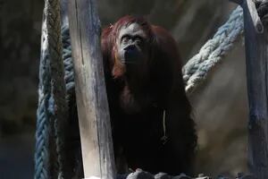 De Alemania a Estados Unidos, cómo fue el largo periplo de la orangutana Sandra