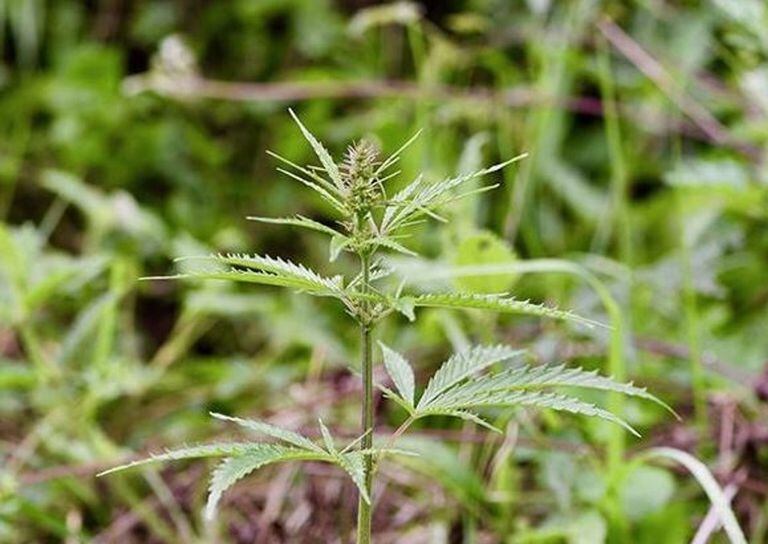 El Ministerio de Salud aprobó un proyecto sobre el cultivo de cannabis con fines de investigación médica y científica