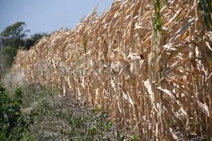 En Santa Fe los maíces reflejan la inclemencia de las condiciones climáticas