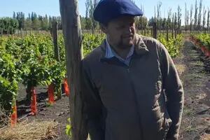 El productor de vinos más austral del país: el hombre que apunta a una revolución en la Patagonia