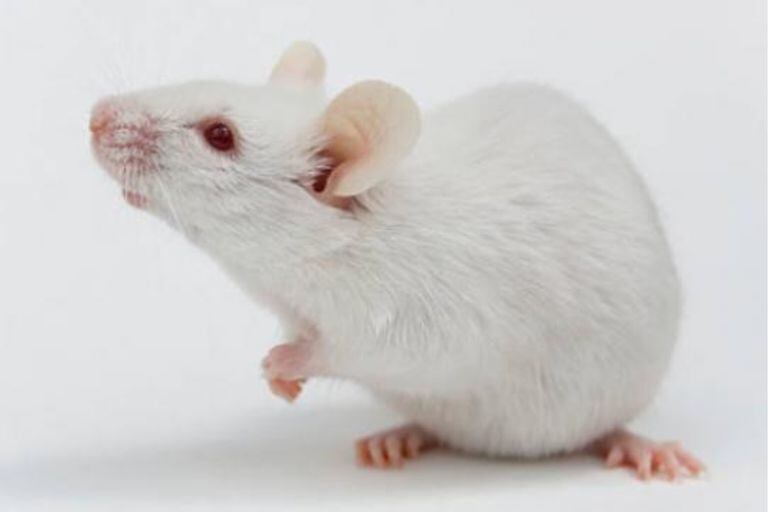 Los ratones, al igual que en otro tipo de experimentos, han sido empleados en las 'excursiones' por el espacio