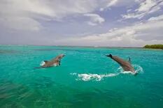 Día de la Tierra: la isla en la que los delfines le ganaron al plástico