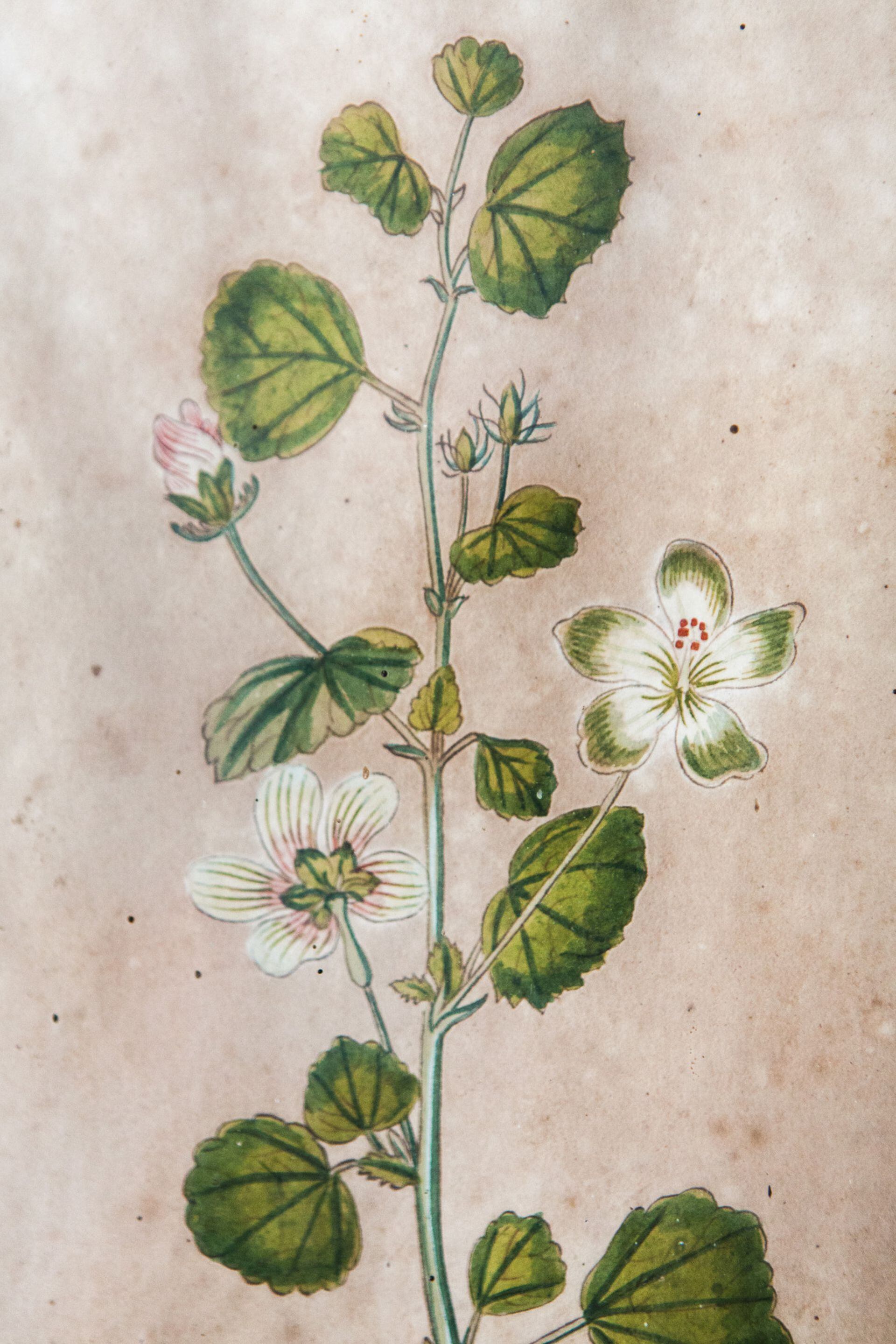 Dibujos botánicos de la colección de Troels Pedersen.