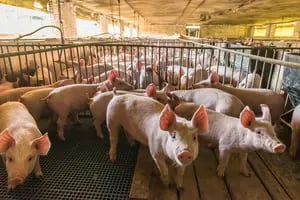 La producción porcina volvió a sorprender con un indicador
