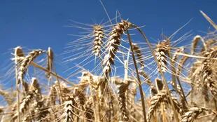 Brasil podría importar trigo desde Rusia