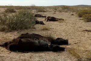 En una región murieron más de 5000 vacas y 40 productores abandonaron la actividad