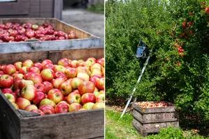 Control: fijaron precios de referencia para exportar peras y manzanas