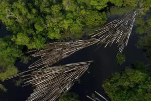Cambio climático: la Amazonía, castigada y al borde del abismo