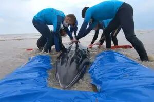 Regresan al océano a una ballena Minke enana varada en San Clemente