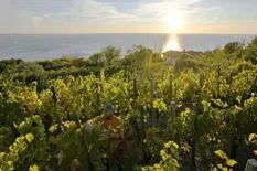 La pela entre Italia y Croacia por el nombre de un vino con casi 500 años de historia