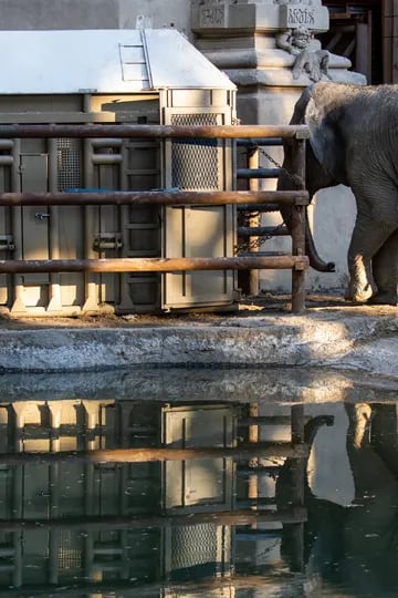 En un operativo que llevó unas tres horas en el Ecoparque, en el barrio capitalino de Palermo, la elefanta fue subida a una enorme caja especialmente preparada para su traslado