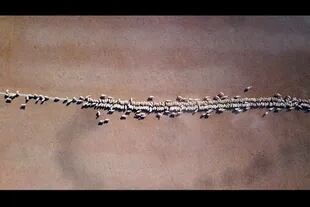 Ovejas comen grano en un potrero afectado por la sequía en una propiedad ubicada a las afueras de Tamworth, en Nueva Gales del Sur