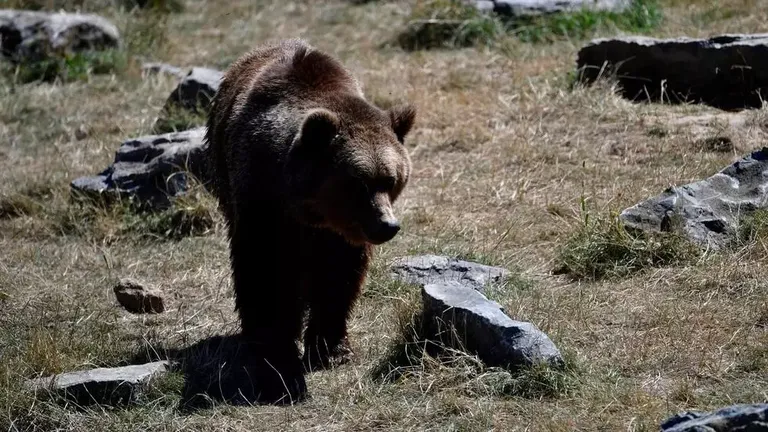 Indignación: un príncipe de Liechtenstein mata al oso más grande de Europa