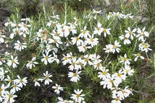 Chiliotrichum diffusum (mata negra o romerillo). Es un arbusto perenne de la estepa que va formando grandes poblaciones. Florece en primavera-verano con vistosas flores blancas que contrastan con sus hojas verdes oscuras.