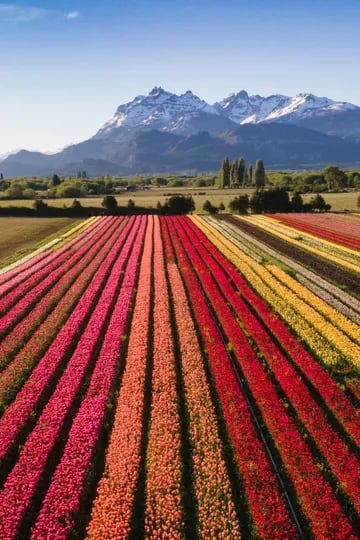 El increíble campo de tulipanes que es un boom turístico