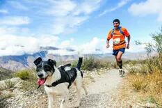 Beethoven, el perro maratonista que corrió 60 kilómetros en la montaña