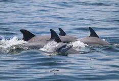 Así fue el extraordinario momento en el que 500 delfines nadaron juntos a toda velocidad