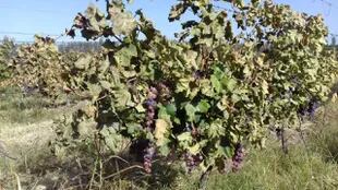 Las heladas afectaron el sector vitivinícola y frutícolas 